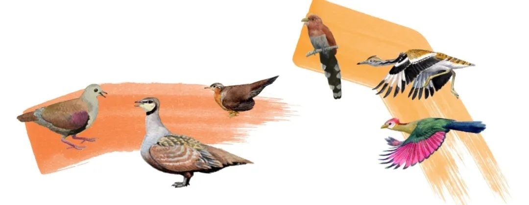 鴿鴇類。浙江大學(xué)供圖