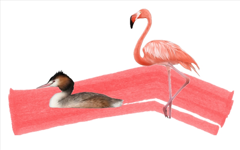 奇跡鳥類（火烈鳥總目）。浙江大學(xué)供圖