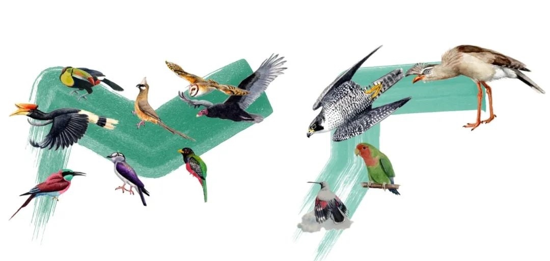 陸鳥類。浙江大學(xué)供圖