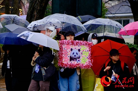 因“福寶”獲得力量和慰藉的年輕粉絲。 人民網(wǎng) 李帆攝