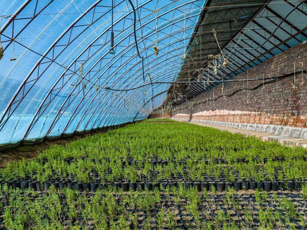 △內(nèi)蒙古一苗圃正在育苗。今年內(nèi)蒙古將投資2200萬元保障“三北”工程種苗供應(yīng)，助力打好“三北”工程攻堅(jiān)戰(zhàn)。