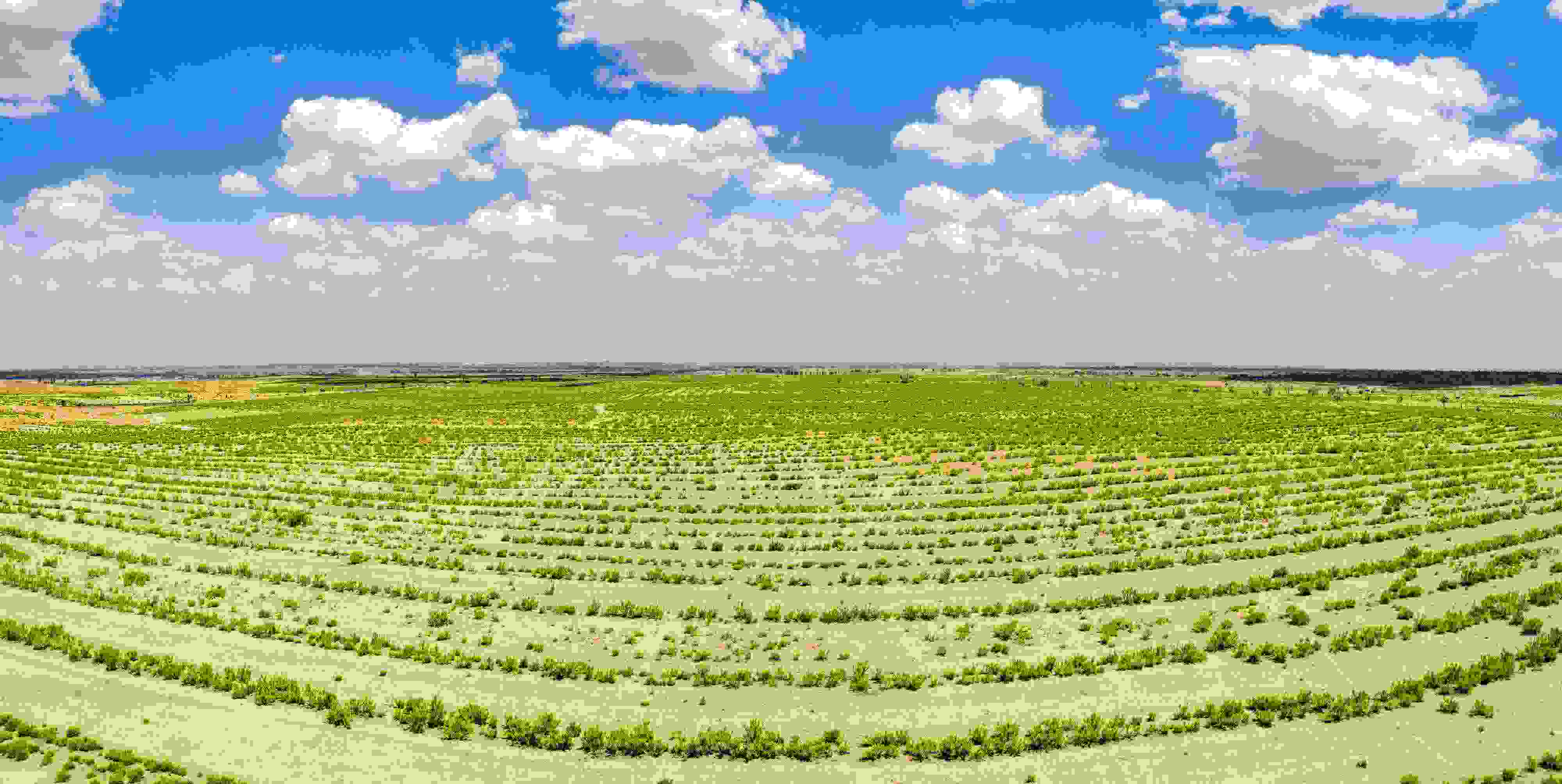 2023年6月7日，內(nèi)蒙古鄂爾多斯，毛烏素沙漠。