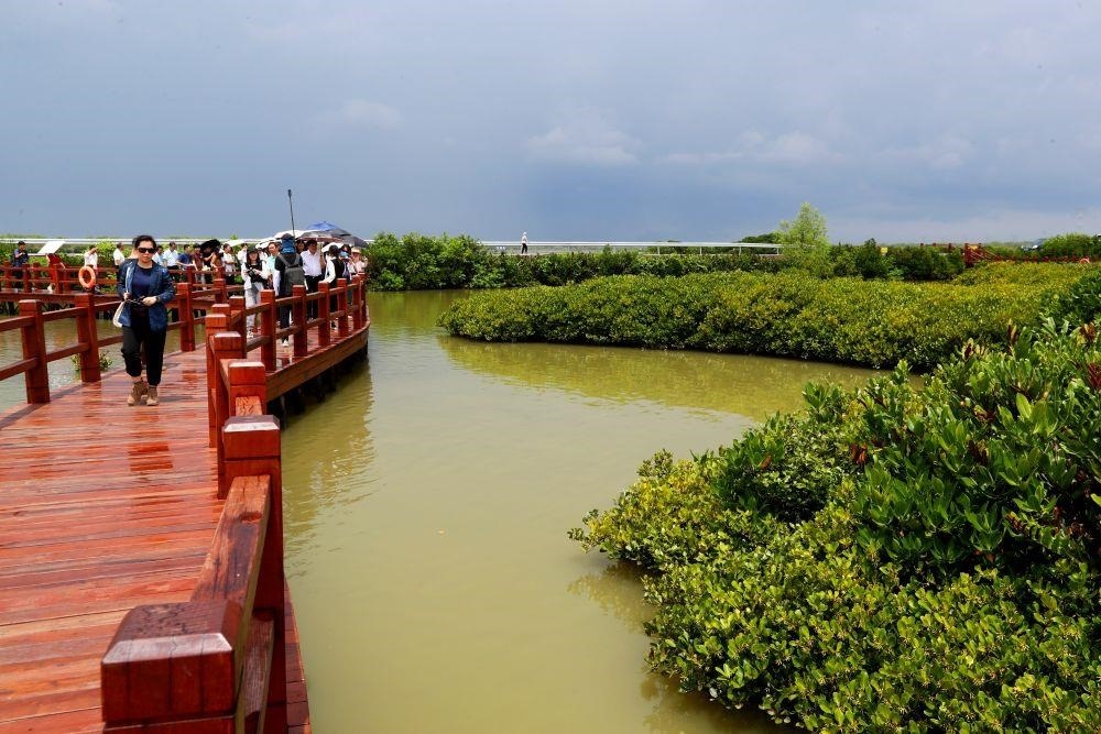 △2023年6月13日，人們?cè)趶V東湛江市麻章區(qū)金牛島觀賞紅樹林。