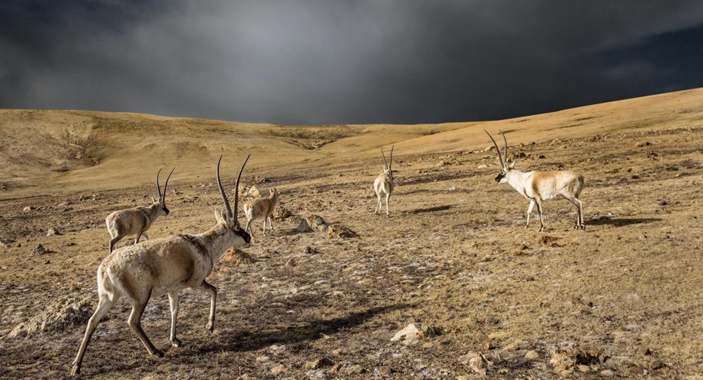 “高原精靈”藏羚羊。尼瑪多吉攝