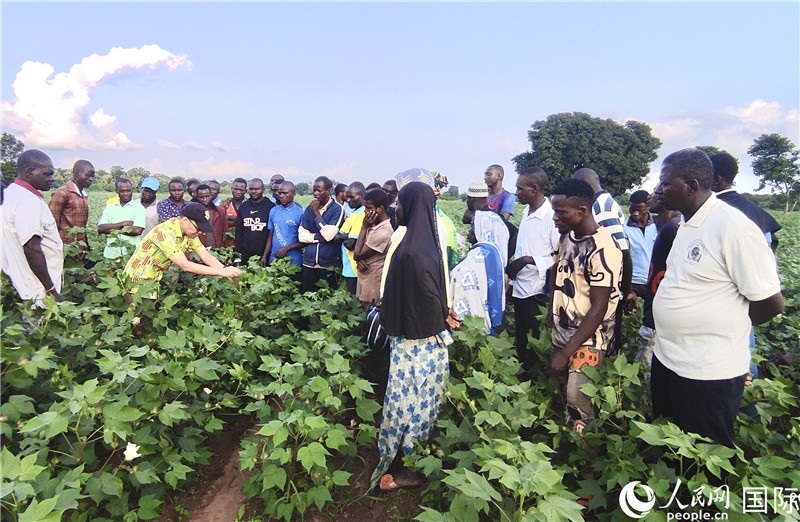 當(dāng)?shù)孛揶r(nóng)紛紛向中國專家學(xué)習(xí)技術(shù)。人民網(wǎng)記者 黃培昭攝