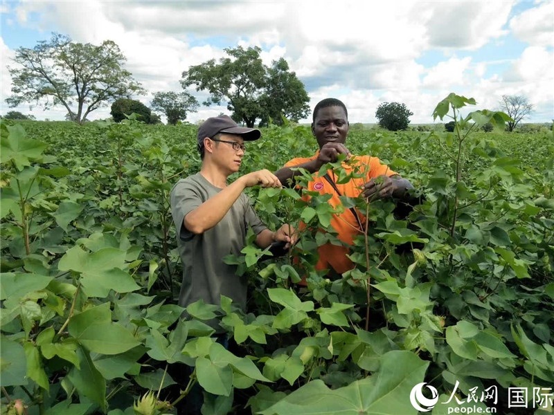 首小勇指導(dǎo)當(dāng)?shù)剞r(nóng)民種植棉花。人民網(wǎng)記者 黃培昭攝