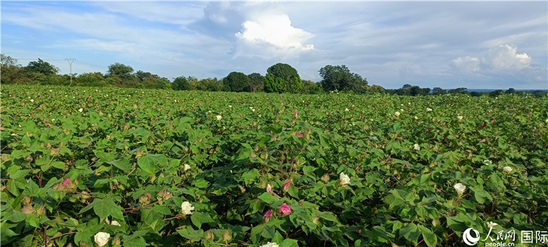 中國技術(shù)培養(yǎng)的當(dāng)?shù)孛藁ㄌ?。人民網(wǎng)記者 黃培昭攝