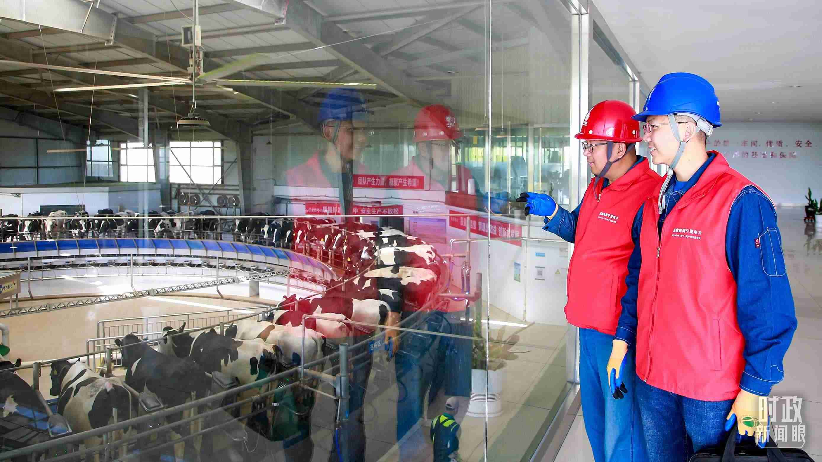  △寧夏銀川，電力員工深入奶牛養(yǎng)殖企業(yè)，助力數(shù)智化養(yǎng)殖。（圖/視覺中國(guó)）