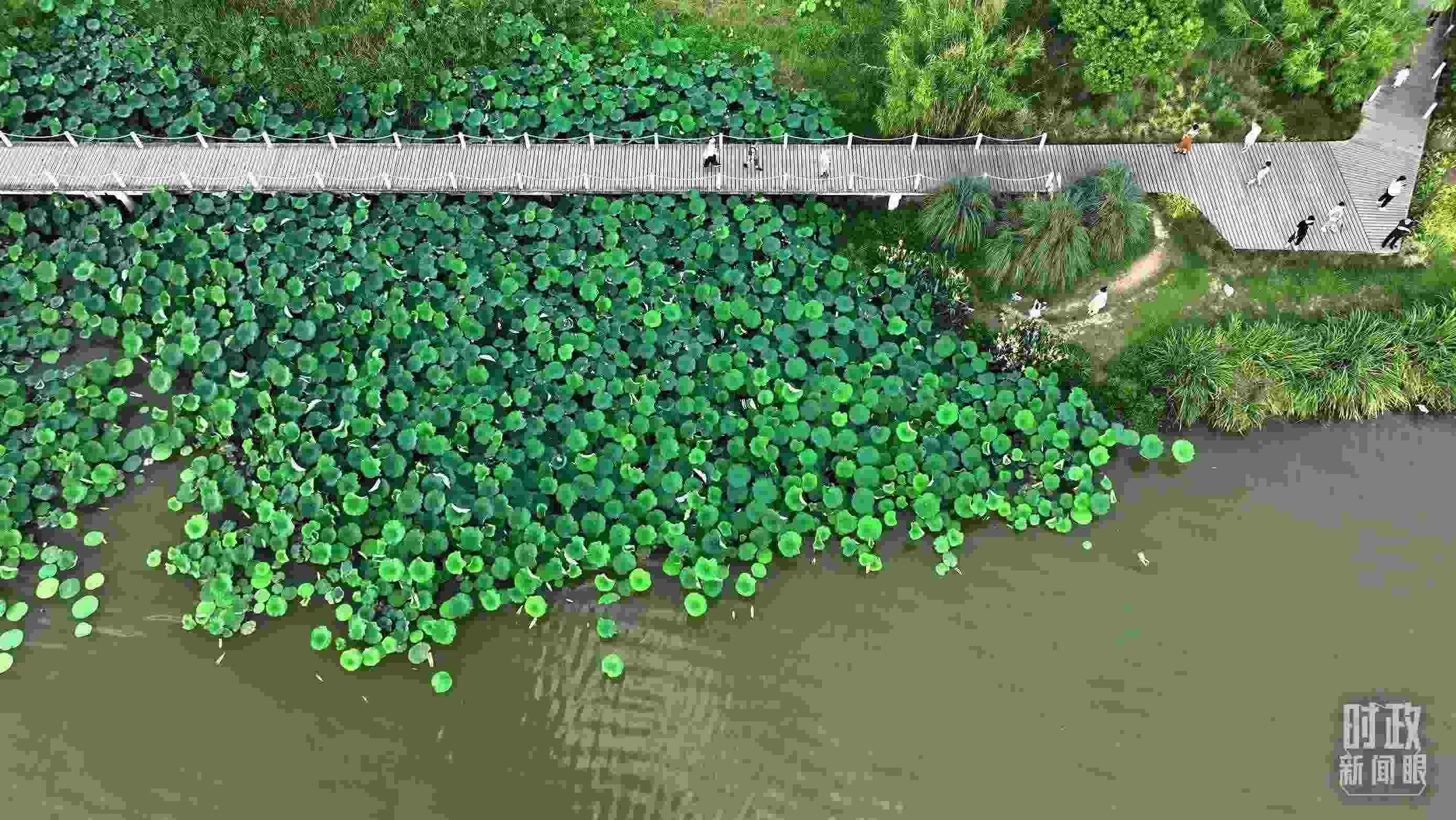 △陜西漢中天漢濕地公園內(nèi)，游人穿行，荷影婆娑。（總臺(tái)記者劉海濤拍攝）