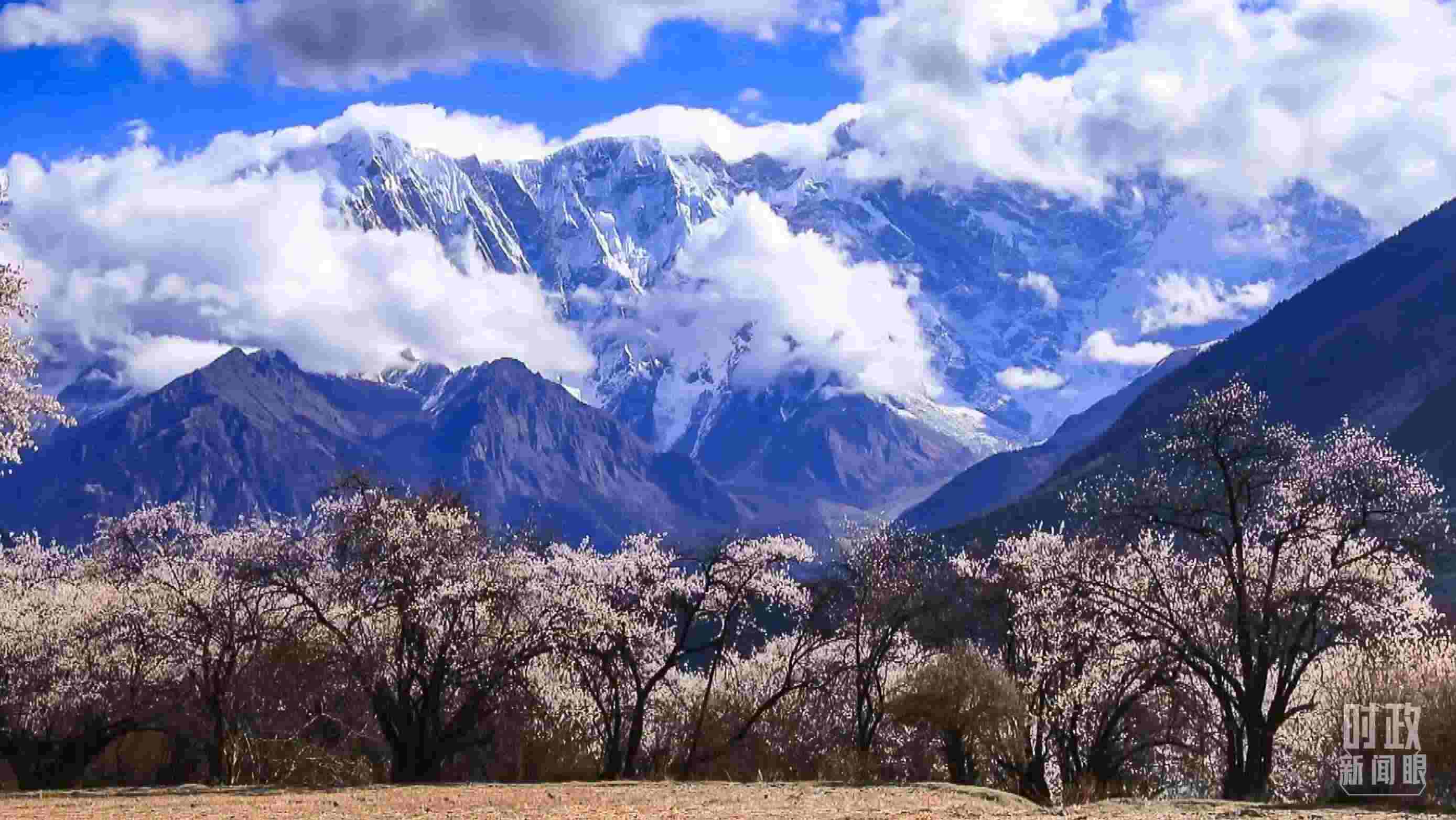 △西藏林芝。（總臺(tái)記者李旭拍攝）