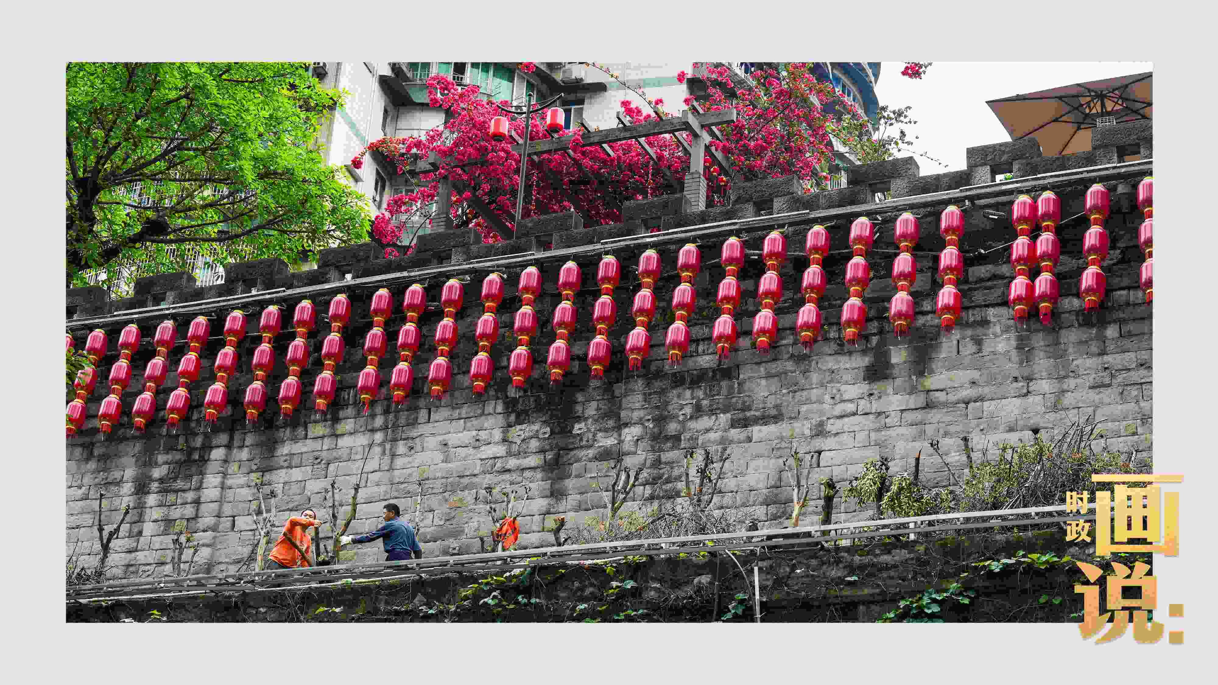 △盛放的三角梅下，園林工人修剪著古老通遠(yuǎn)門城墻上的一抹新綠。