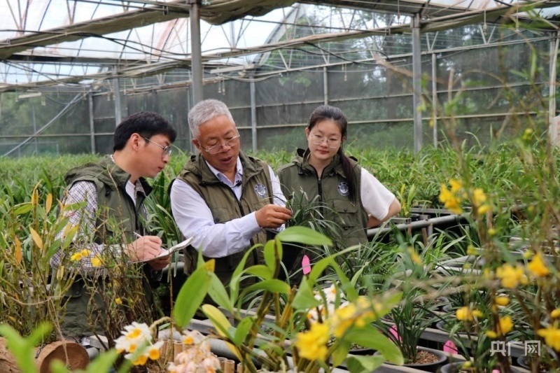 楊柏云(左二)向?qū)W生講解蘭花生長特性(央廣網(wǎng)記者 劉培俊 攝)