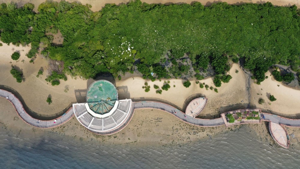 俯瞰廣東湛江市區(qū)海邊的紅樹林（2023年5月25日攝，無(wú)人機(jī)照片）。