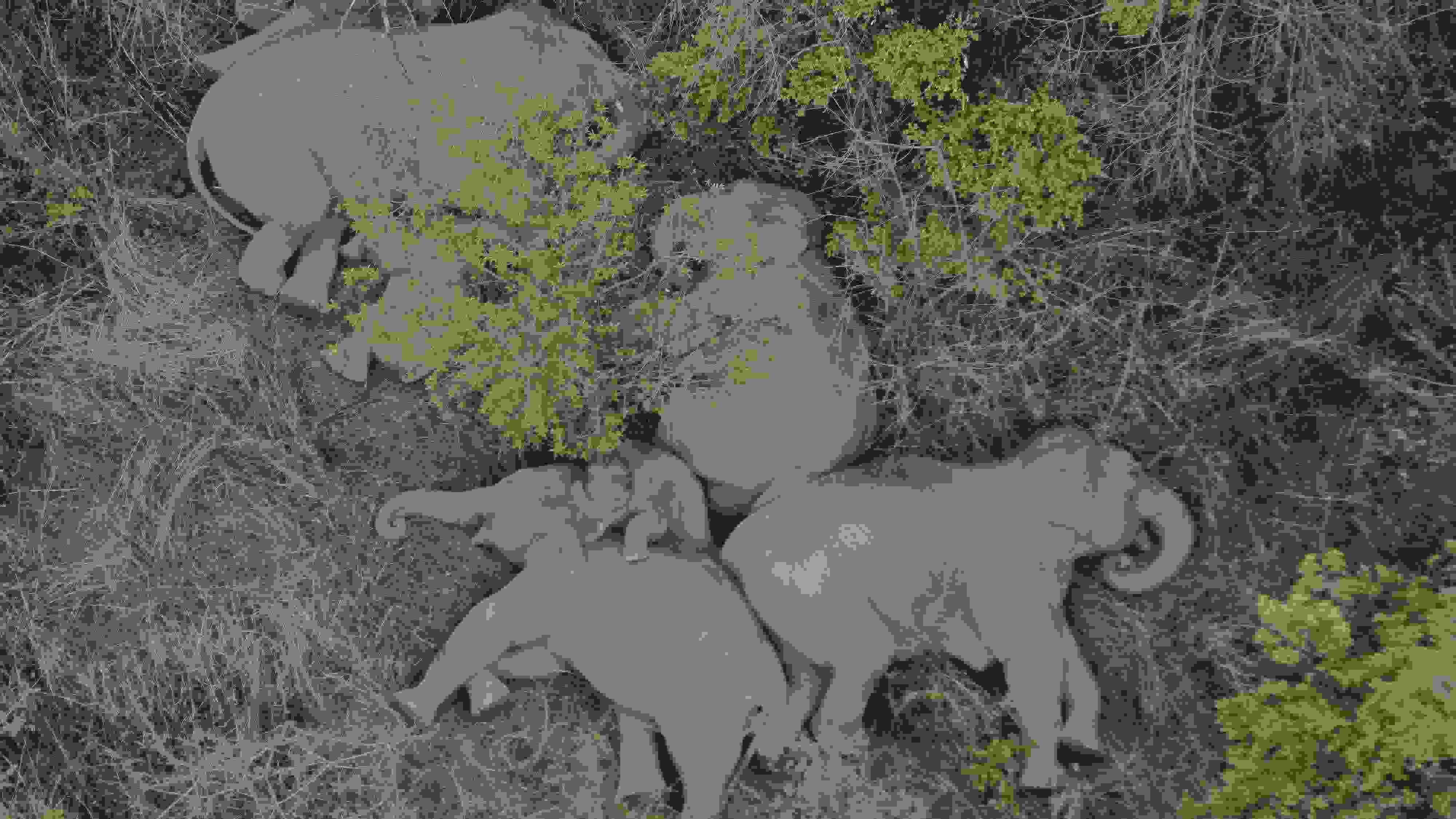 2021年6月7日，航拍顯示亞洲象群在云南省昆明市晉寧區(qū)夕陽鄉(xiāng)山林地里睡覺休息。