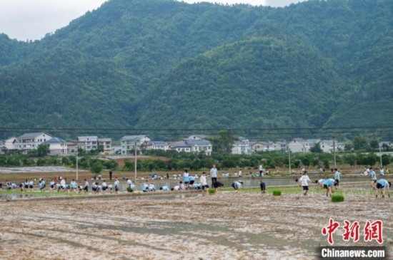 圖為5月21日，綏陽縣旺草中學(xué)學(xué)生在旺草萬畝大壩體驗插秧。唐哲 攝