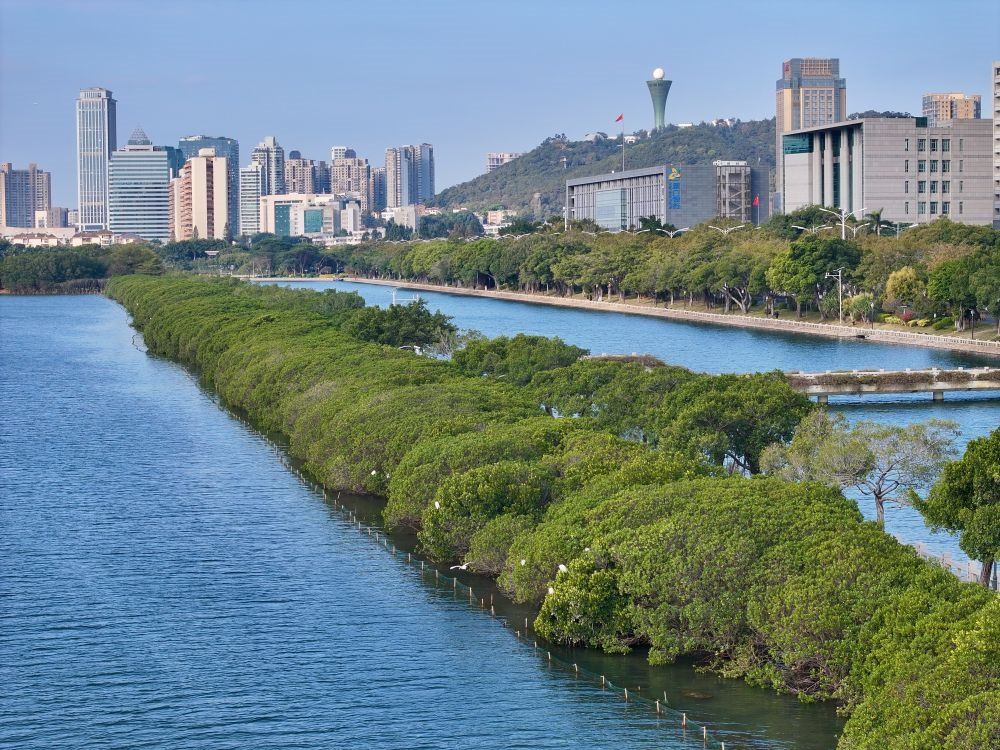 福建廈門筼筜湖紅樹林種植帶（2024年1月24日攝，無(wú)人機(jī)照片）。