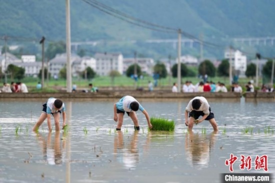 圖為5月21日，綏陽縣旺草中學(xué)學(xué)生在旺草萬畝大壩體驗插秧。唐哲 攝