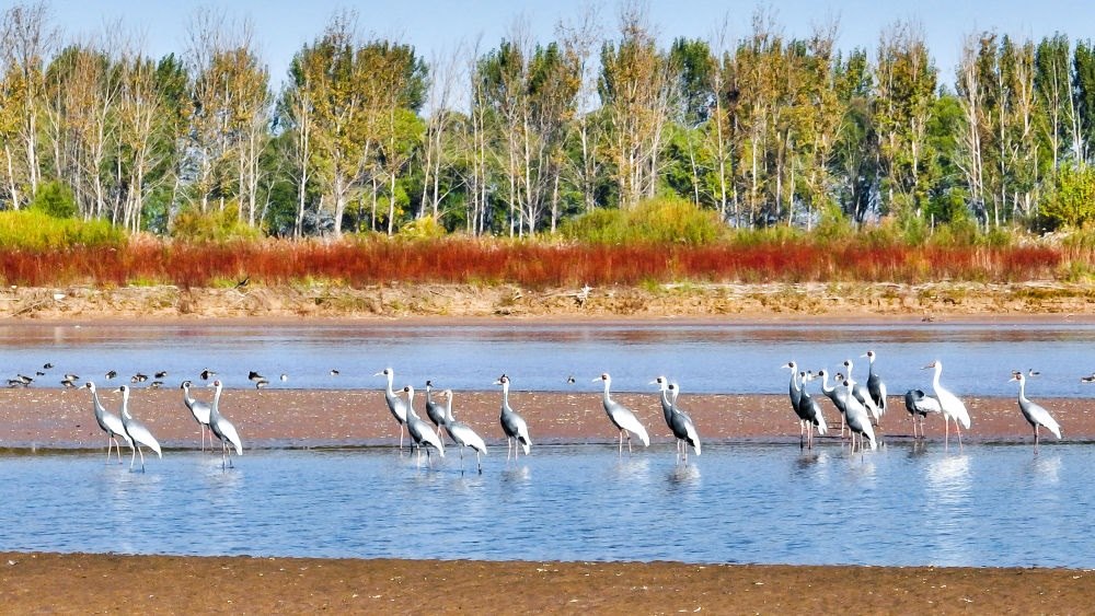 在山東黃河三角洲國家級自然保護(hù)區(qū)拍攝的白枕鶴（2022年10月18日攝）。新華社發(fā)（楊斌 攝）