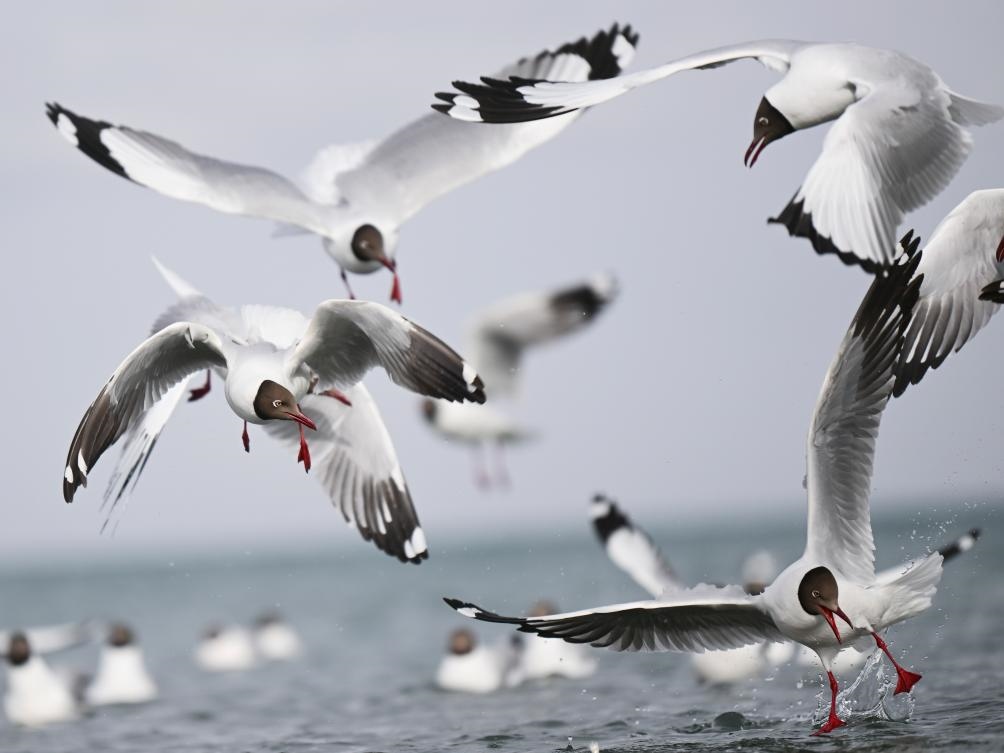 這是2023年4月13日在青海湖拍攝的棕頭鷗。新華社記者 張龍 攝