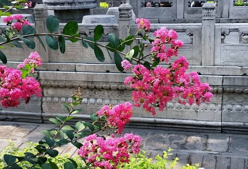 夏天的故宮一角。故宮博物院供圖