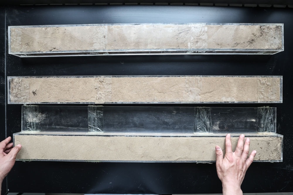 “草根博士”呂林有在遼寧省農(nóng)業(yè)科學(xué)院沙地治理與利用研究所章古臺基地實(shí)驗(yàn)室整理提取的沙地土壤剖面樣本（2024年5月30日攝）。新華社記者 潘昱龍 攝