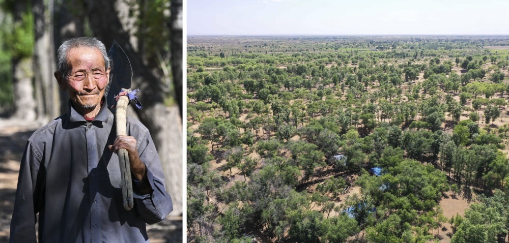 拼版照片：左圖為內(nèi)蒙古鄂托克前旗呼和陶勒蓋嘎查的牧民曹扎娃出門勞作（2023年6月14日攝）；右圖為曹扎娃的承包地（2023年6月14日攝，無人機(jī)照片）。20世紀(jì)80年代，在毛烏素沙地中，曹扎娃主動承包了2300多畝沙地。這么多年來，曹扎娃堅(jiān)持種樹治沙，最終將沙地變成了林海。新華社記者 劉磊 攝