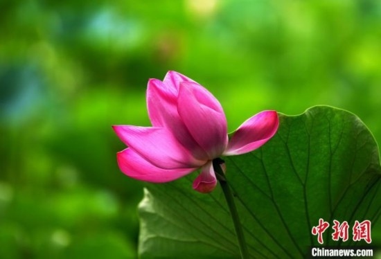 6月19日，時值一年畢業(yè)季，四川大學(xué)望江校區(qū)荷花池里的荷花盛開，成為了畢業(yè)生們的打卡圣地，吸引了眾多畢業(yè)生拍照留念。圖為盛開的荷花。中新社記者 安源 攝