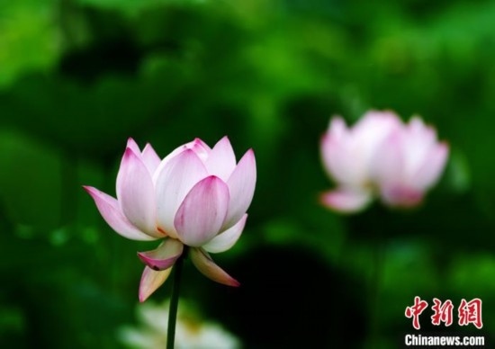 6月19日，時值一年畢業(yè)季，四川大學(xué)望江校區(qū)荷花池里的荷花盛開，成為了畢業(yè)生們的打卡圣地，吸引了眾多畢業(yè)生拍照留念。圖為盛開的荷花。中新社記者 安源 攝