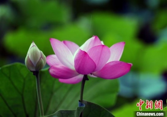 6月19日，時值一年畢業(yè)季，四川大學(xué)望江校區(qū)荷花池里的荷花盛開，成為了畢業(yè)生們的打卡圣地，吸引了眾多畢業(yè)生拍照留念。圖為盛開的荷花。中新社記者 安源 攝