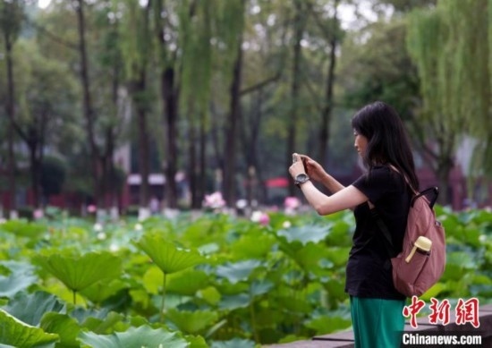 6月19日，時值一年畢業(yè)季，四川大學(xué)望江校區(qū)荷花池里的荷花盛開，成為了畢業(yè)生們的打卡圣地，吸引了眾多畢業(yè)生拍照留念。圖為畢業(yè)生在荷花池邊拍照留念。中新社記者 安源 攝