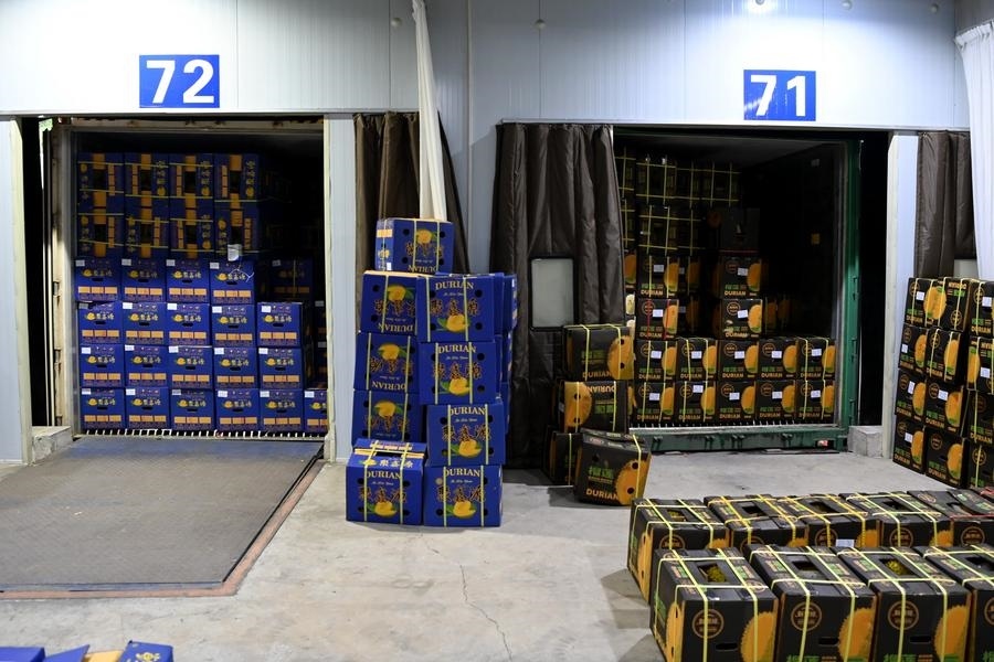 2023年9月12日在廣西憑祥友誼關(guān)口岸拍攝的等待通關(guān)的進(jìn)口榴蓮。新華社記者 曹祎銘 攝