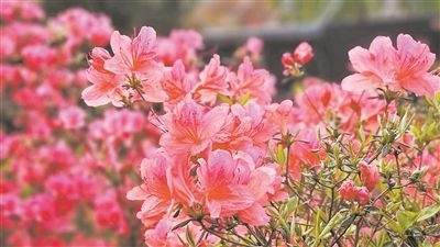 井岡山大學(xué)北區(qū)的生物園內(nèi)，一叢叢映山紅競相怒放。井岡山大學(xué)供圖