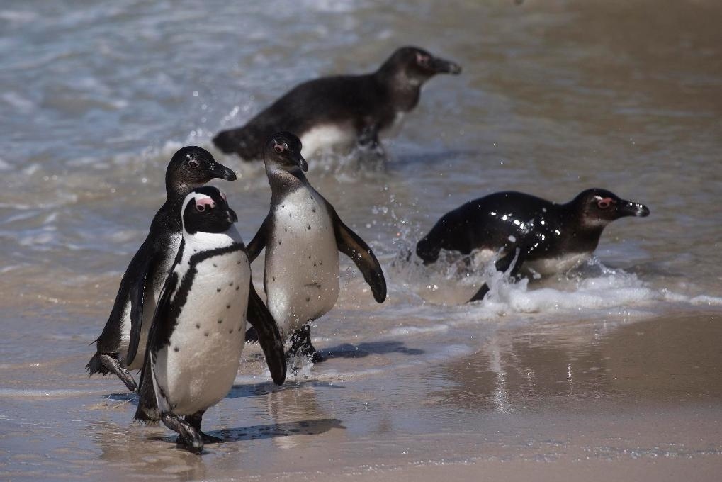 這是2021年9月29日在南非西蒙斯敦的博爾德斯海灘拍攝的捕食歸來(lái)的非洲企鵝。新華社記者 陳誠(chéng) 攝