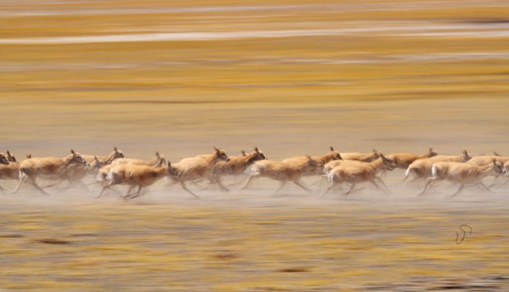 2024年6月13日，在羌塘國家級自然保護(hù)區(qū)，遷徙中的藏羚羊奔跑起來。新華社記者費(fèi)茂華攝