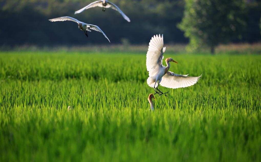 2023年8月7日，鷺鳥在山東省臨沂市郯城縣郯城街道水稻田間飛舞。新華社發(fā)（張春雷 攝）