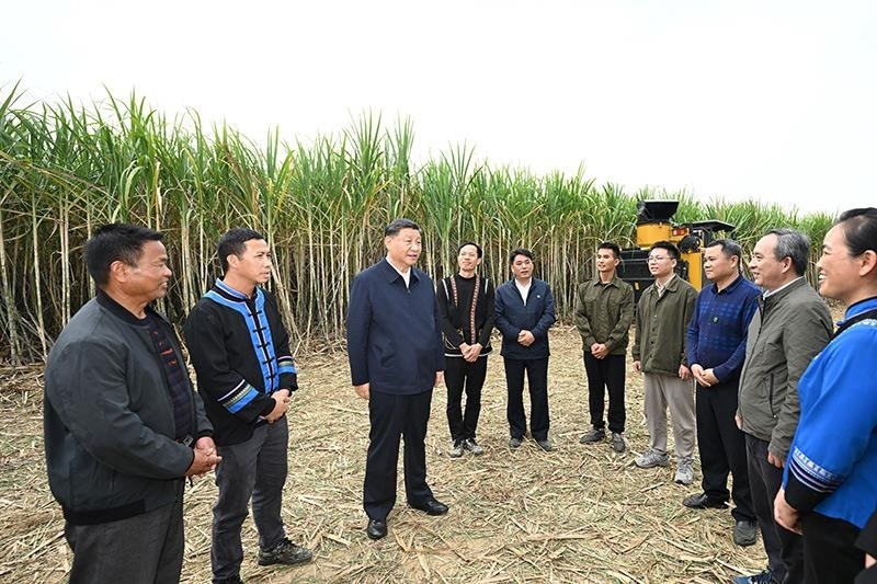 2023年12月14日，習(xí)近平總書記在廣西來賓市國家現(xiàn)代農(nóng)業(yè)產(chǎn)業(yè)園黃安優(yōu)質(zhì)“雙高”糖料蔗基地考察時，同蔗農(nóng)、農(nóng)機手和農(nóng)技人員親切交流。