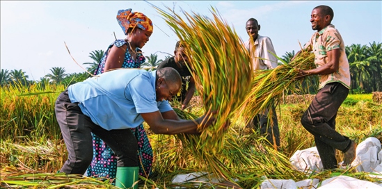 2018 年，中國農(nóng)業(yè)專家組在布隆迪布班扎省吉漢加縣設(shè)立首個(gè)水稻減貧示范村。圖為當(dāng)?shù)剞r(nóng)戶在稻田里給雜交水稻脫粒（2023 年 6 月 20 日攝） 韓旭攝 / 本刊