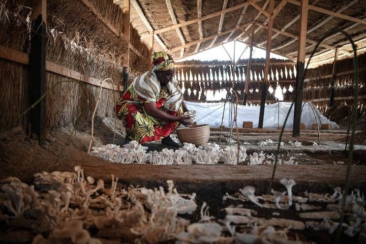 2024年2月6日，在中非共和國(guó)達(dá)馬拉，法蒂瑪在菇棚內(nèi)收獲菌草菇。2022年，法蒂瑪在聽說(shuō)中國(guó)菌草專家在班吉傳授技術(shù)后主動(dòng)前往學(xué)習(xí)，從一間小菌棚起步，逐漸擴(kuò)大為如今小有名氣的合作社。新華社記者 韓旭 攝