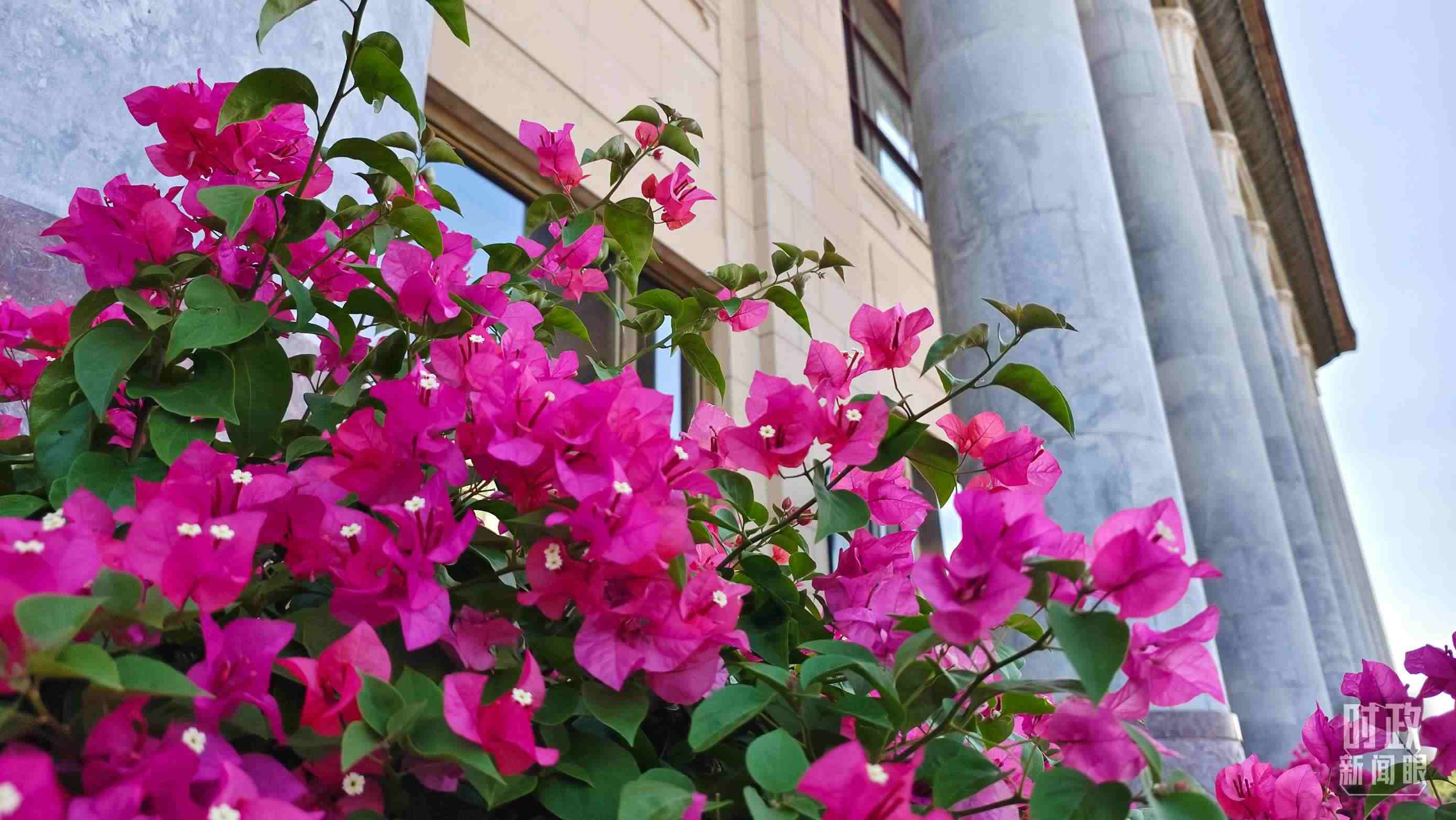 △人民大會(huì)堂外花團(tuán)錦簇。（總臺(tái)央視記者韓銳拍攝）