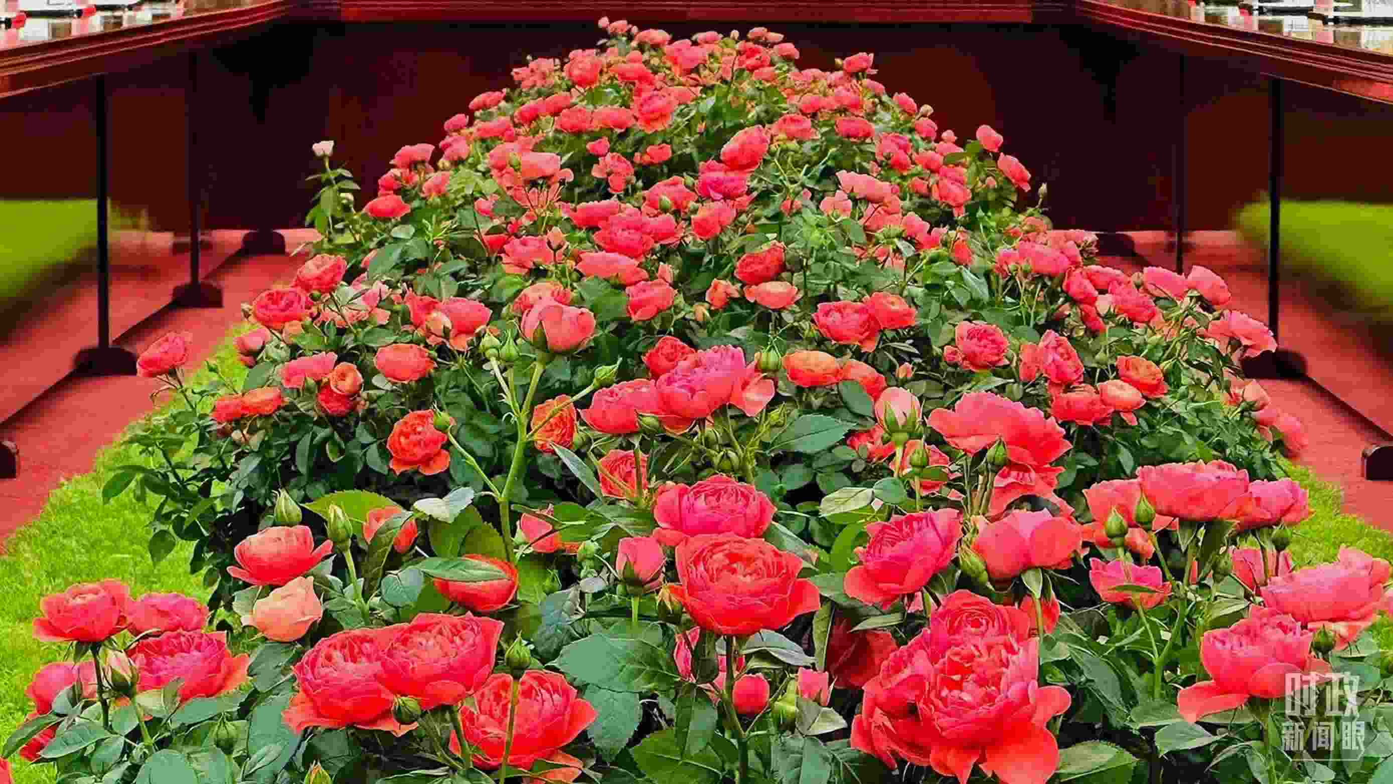 東大廳會(huì)談桌中間擺放的紅果汁月季，象征著蓬勃與堅(jiān)韌。（總臺(tái)央視記者范一鳴拍攝）