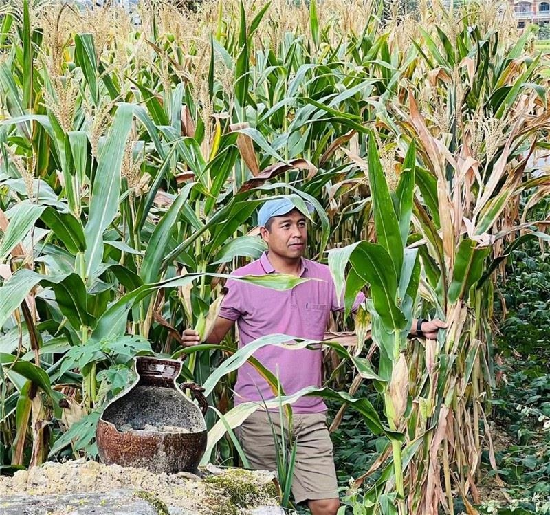 不是攀登石林高臺，就是鉆入玉米莊稼地，吉爾吉斯斯坦《自由之山報》總編輯納拉雷·阿桑巴耶夫“身手不凡”，與生長旺盛的玉米構成了花茂村的鄉(xiāng)間野趣。（張亞欣攝）