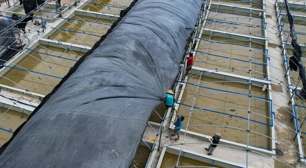 在文昌市翁田鎮(zhèn)的海興農(nóng)翁田蝦苗場，工人重新鋪設(shè)頂棚。無人機照片，新華社記者楊冠宇 攝