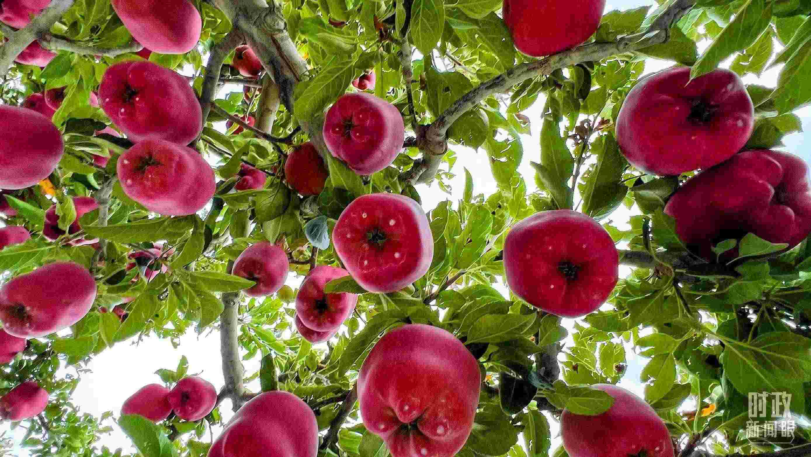 △ 麥積區(qū)南山花牛蘋果基地。（總臺(tái)央視記者程鋮拍攝）