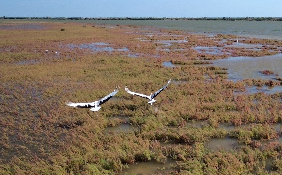 2024年8月28日，丹頂鶴在黃河三角洲國家級(jí)自然保護(hù)區(qū)展翅翱翔（無人機(jī)照片）。新華社記者 徐速繪 攝
