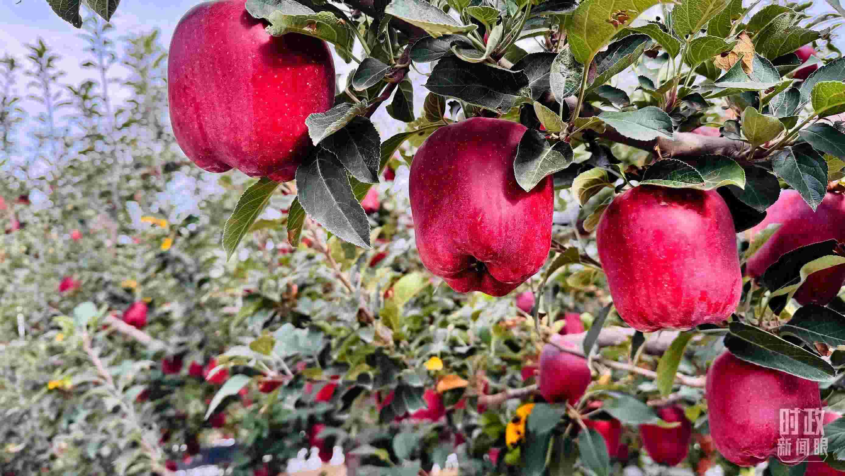 △ 麥積區(qū)南山花牛蘋果基地。（總臺(tái)央視記者黎兵拍攝）