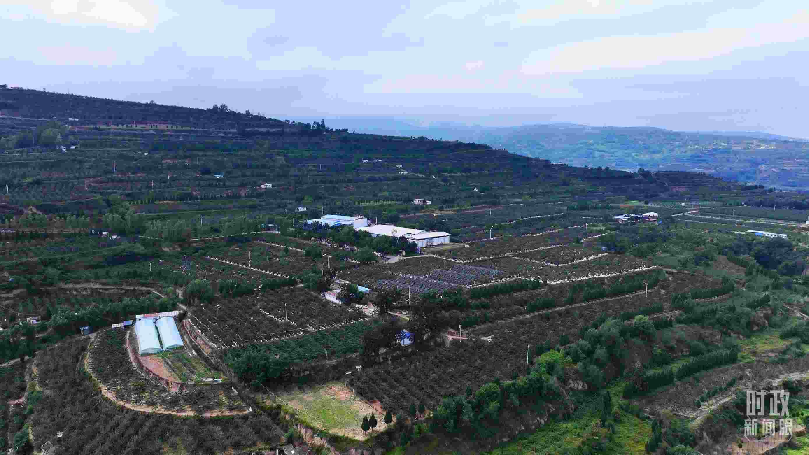 △ 麥積區(qū)南山花牛蘋果基地。（總臺(tái)央視記者范凱拍攝）