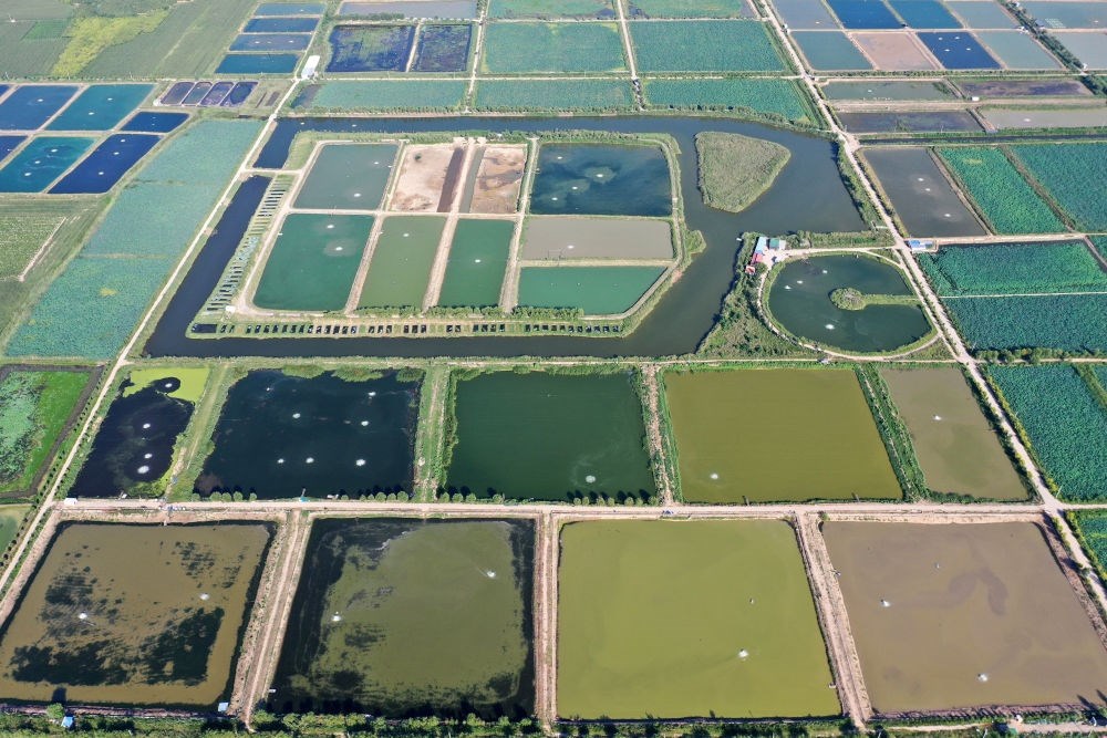 2024年8月13日在山西省臨猗縣薛公村拍攝的蟹塘（無(wú)人機(jī)照片）。薛公村位于黃河岸邊，有5000多畝黃河灘涂和近5000畝荒溝。當(dāng)?shù)赝ㄟ^(guò)將荒溝和灘涂進(jìn)行整合，發(fā)展特色水產(chǎn)養(yǎng)殖，讓守著黃河水、住在黃河灘的薛公村村民有了新的致富路。