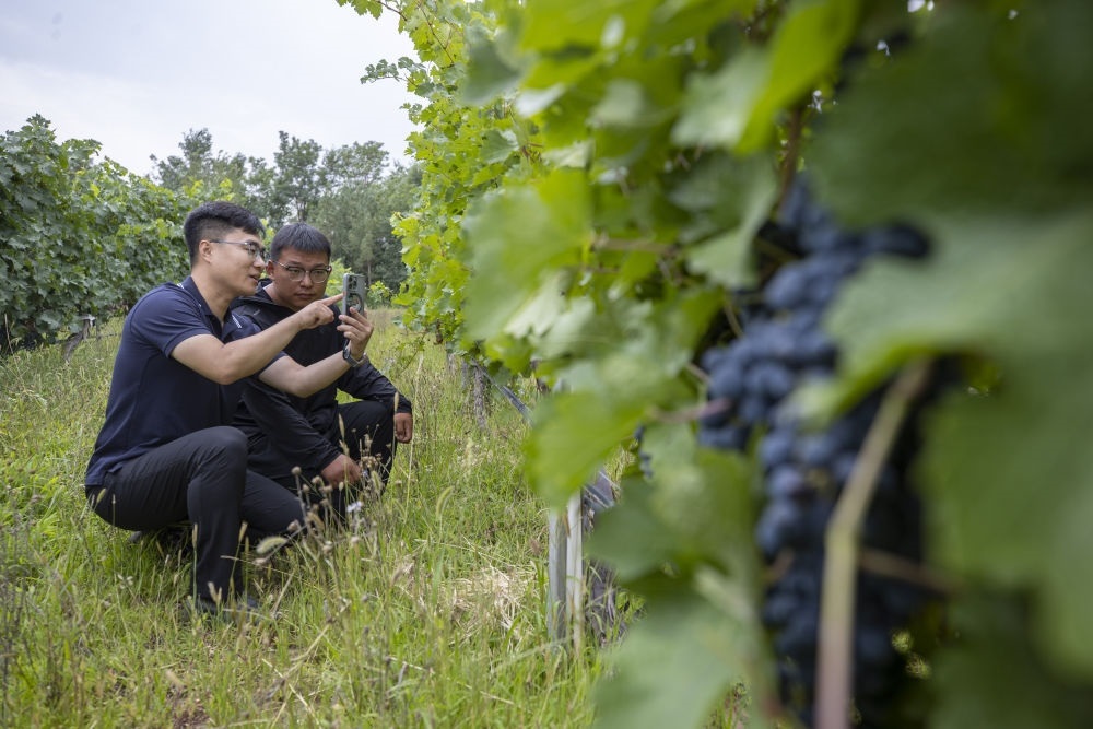 2024年8月15日，技術(shù)人員（左）和工作人員在寧夏銀川市西夏區(qū)的一個(gè)葡萄園工作。為推動(dòng)黃河流域生態(tài)保護(hù)和高質(zhì)量發(fā)展先行區(qū)建設(shè)，銀川市積極打造高標(biāo)準(zhǔn)葡萄園，借助各種傳感器監(jiān)測(cè)釀酒葡萄的生長(zhǎng)狀態(tài)，實(shí)現(xiàn)精準(zhǔn)灌溉，從而高效節(jié)約黃河水。
