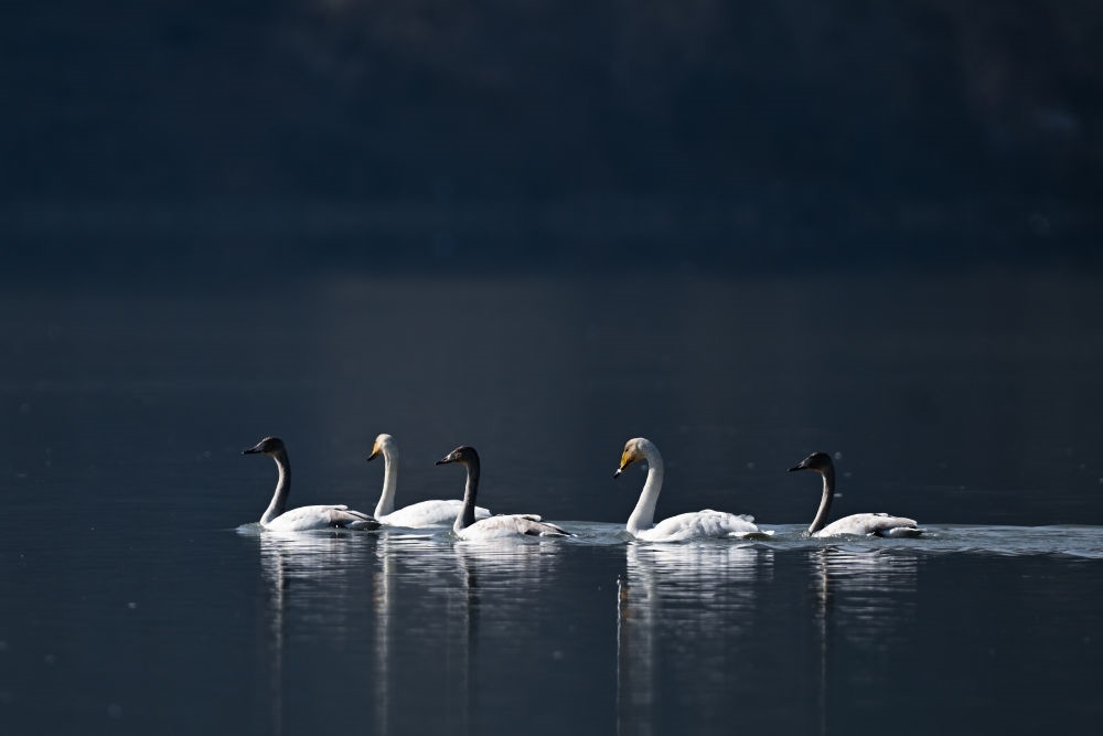 2023年11月30日，天鵝在青海省海東市化隆回族自治縣群科鎮(zhèn)境內(nèi)的黃河上游弋。近年來(lái)，青海省加大力度保護(hù)治理境內(nèi)黃河流域，改善當(dāng)?shù)厣鷳B(tài)環(huán)境，為越冬候鳥(niǎo)提供良好棲息地。