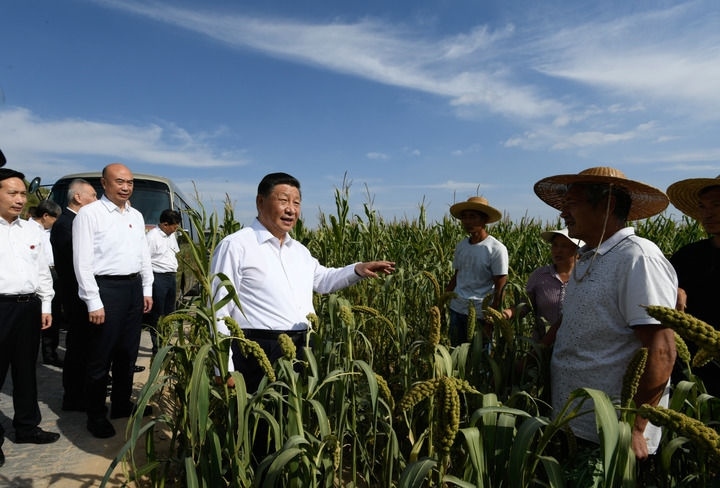 2021年9月13日至14日，中共中央總書記、國家主席、中央軍委主席習近平在陜西省榆林市考察。這是13日下午，習近平在米脂縣銀州街道高西溝村臨時下車，察看糧食作物長勢，同正在田間勞作的老鄉(xiāng)拉家常。新華社記者 李學仁 攝